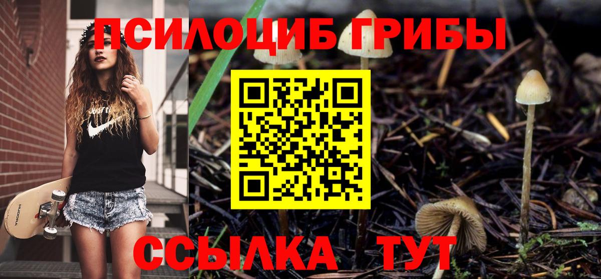 Псилоцибиновые грибы Psilocybe Сосновоборск